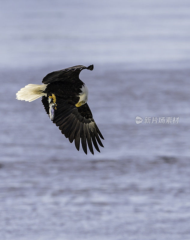 白头秃鹰(Haliaeetus leucocephalus)是一种猛禽，发现于阿拉斯加的锡特卡海峡上空，阿拉斯加。